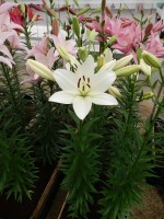 [4103 White Sound DJ No201.JPG]